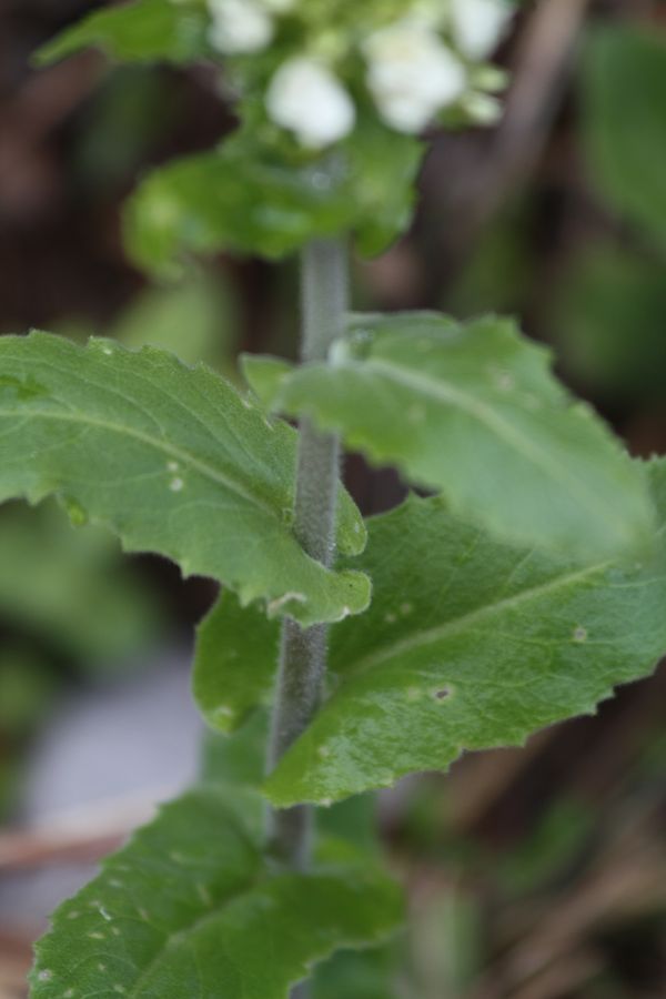 Pseudoturritis turrita (= Arabis turrita) / Arabetta maggiore